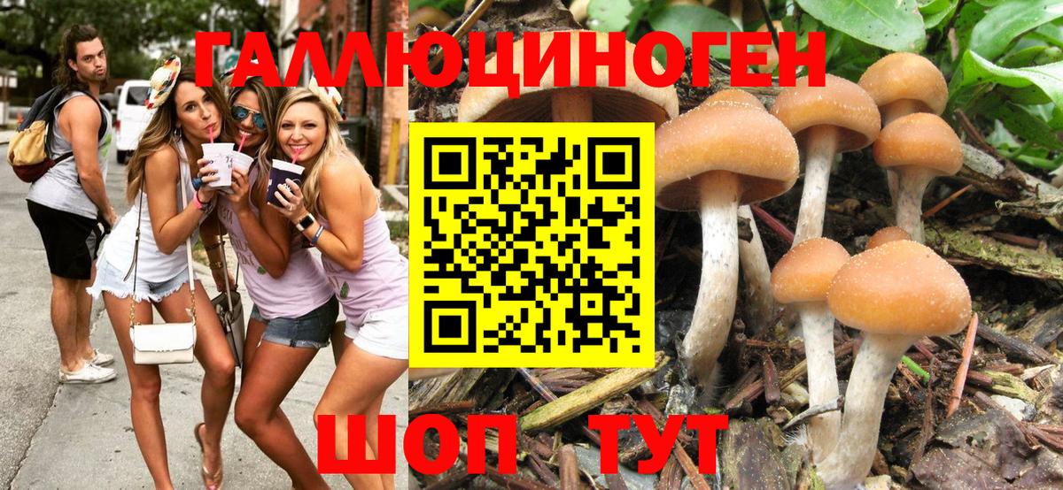 Каменка  Псилоцибиновые грибы MAGIC MUSHROOMS  Вход с VPN 